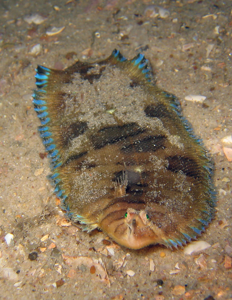 Soleichthys microcephalus